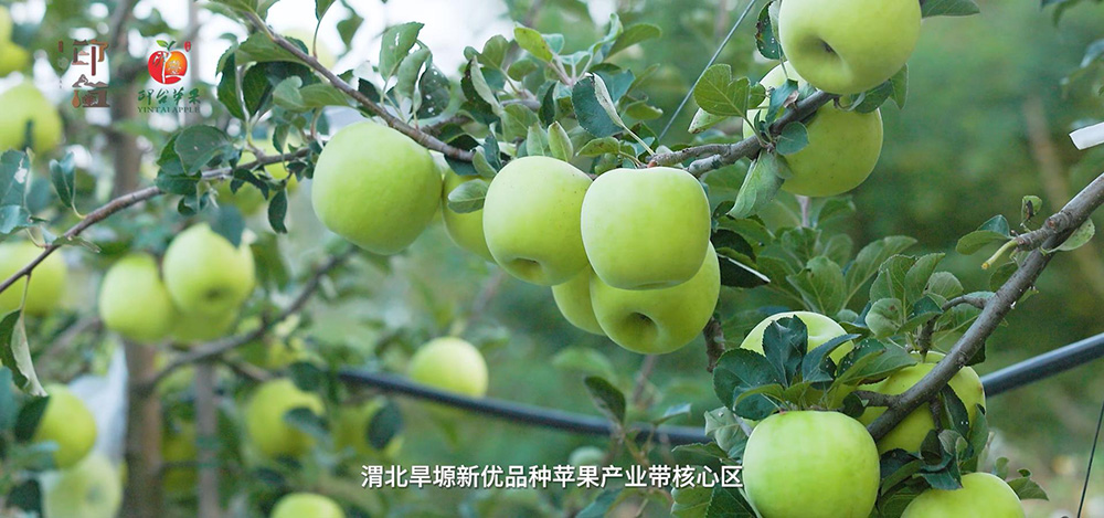 苹果新风 劲吹渭北